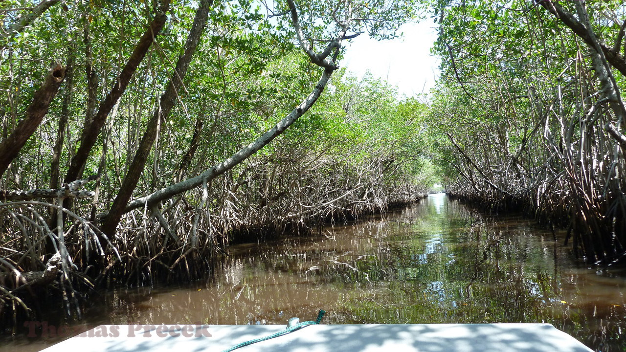  006. Everglades_2013