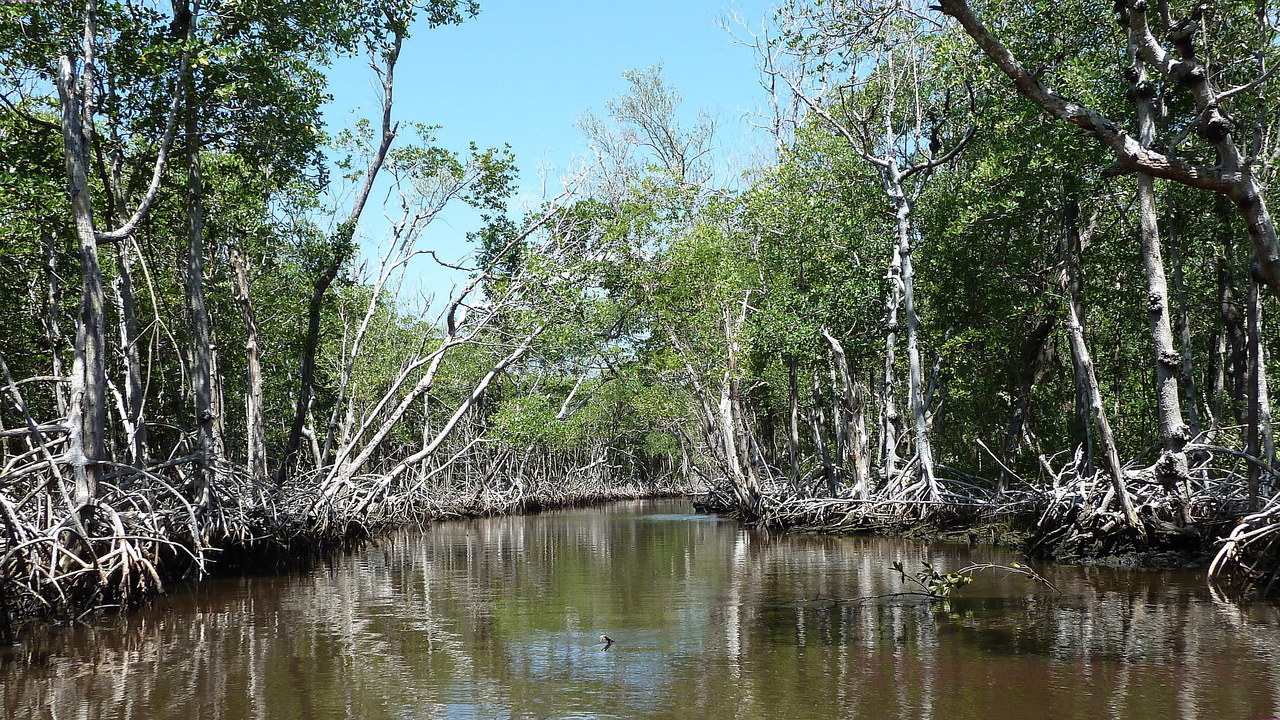  007. Everglades_2013