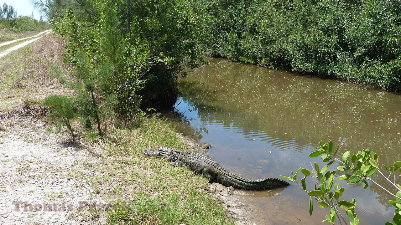  009. Everglades_2013