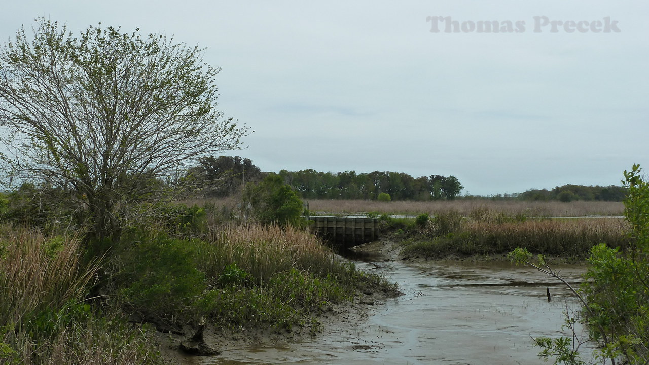 002.   Savannah National Wildlife Refuge_2017